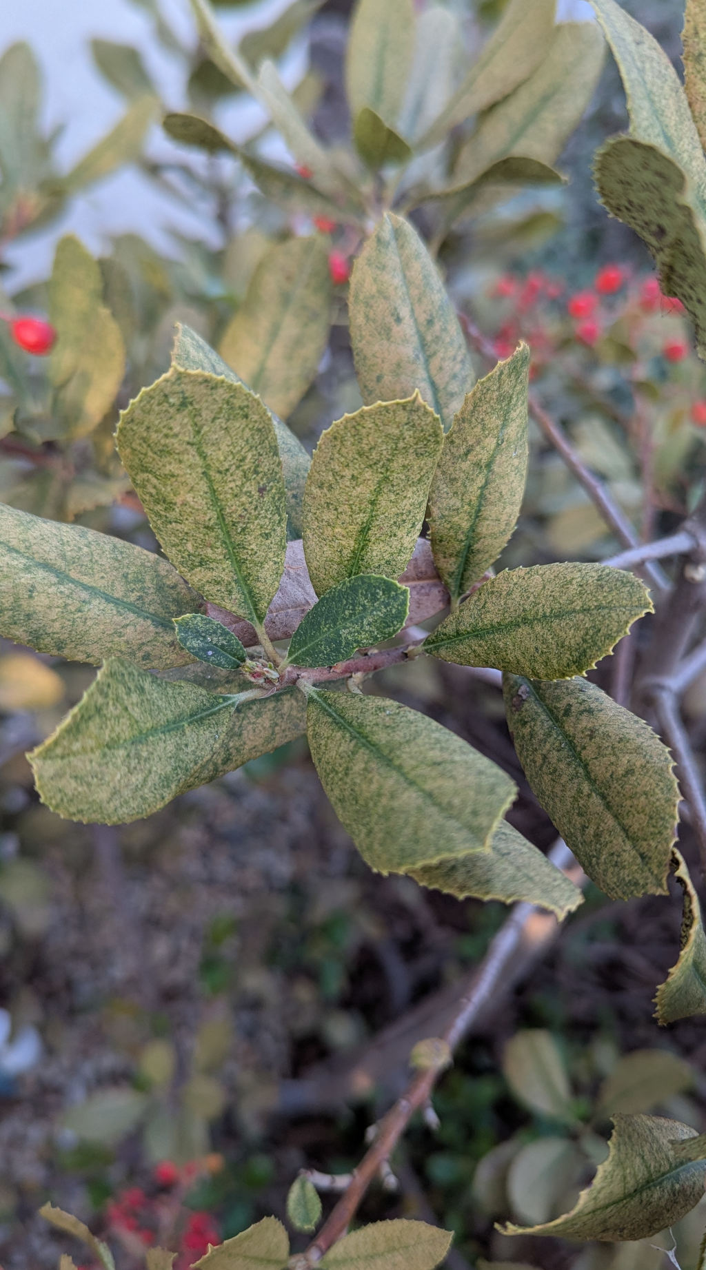 Lace bug damage on Toyon leaves.