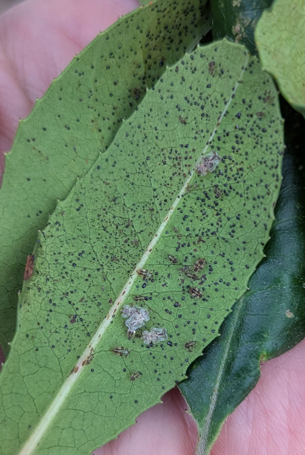 Lace bugs on the under side of a Toyon leaf.