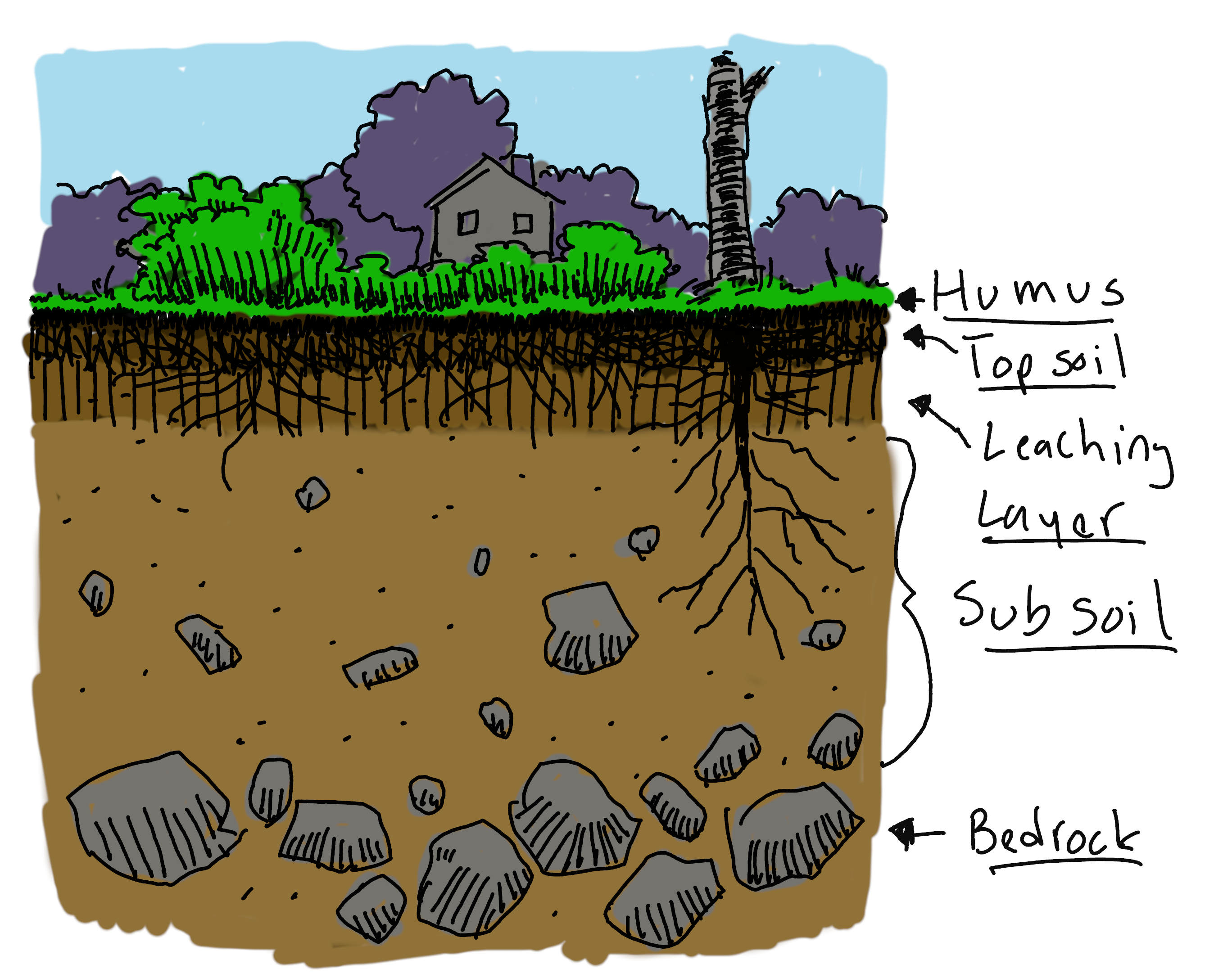 Most nutrition in soil is concentrated in the top few layers