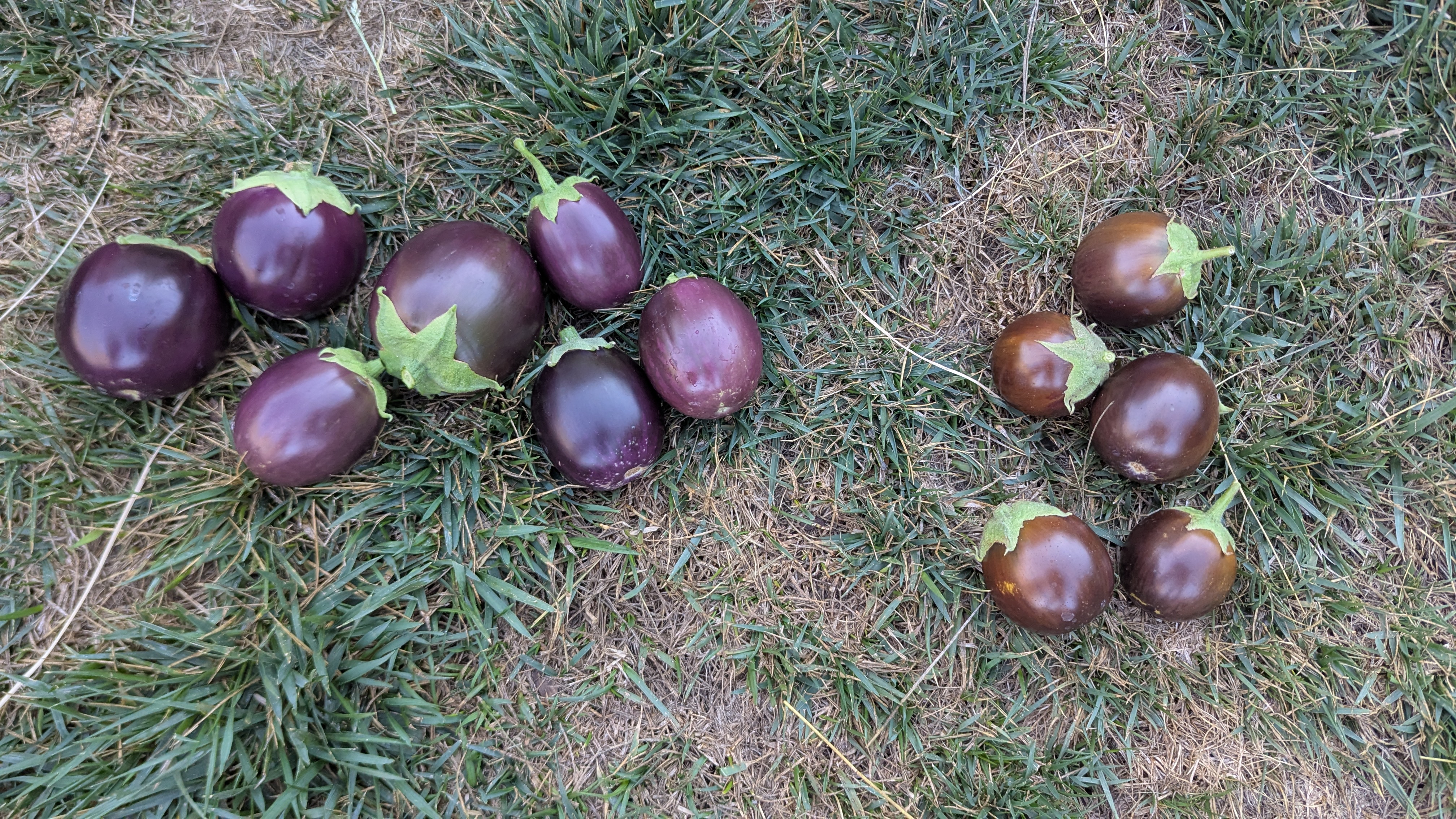 Ripe versus overripe eggplants