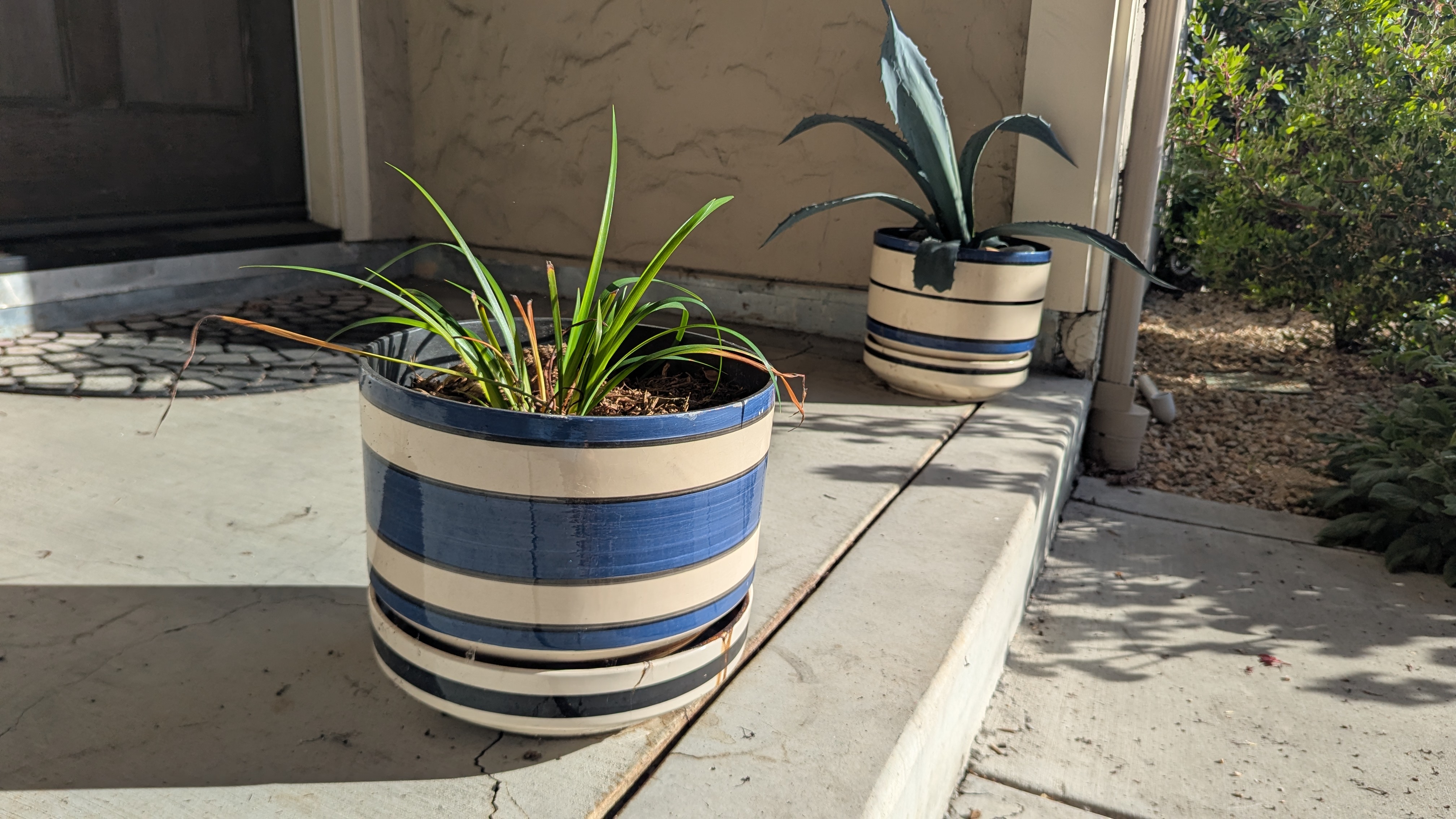 A California native Douglas Iris and American Agave growing in containers on my front porch.