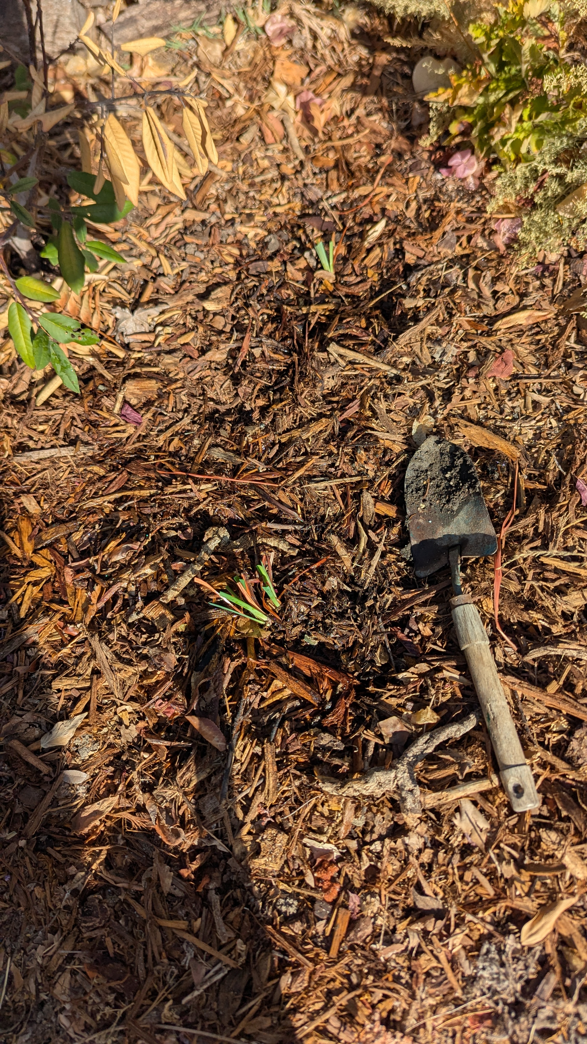 Some newly divided irises being transplanted into the ground.