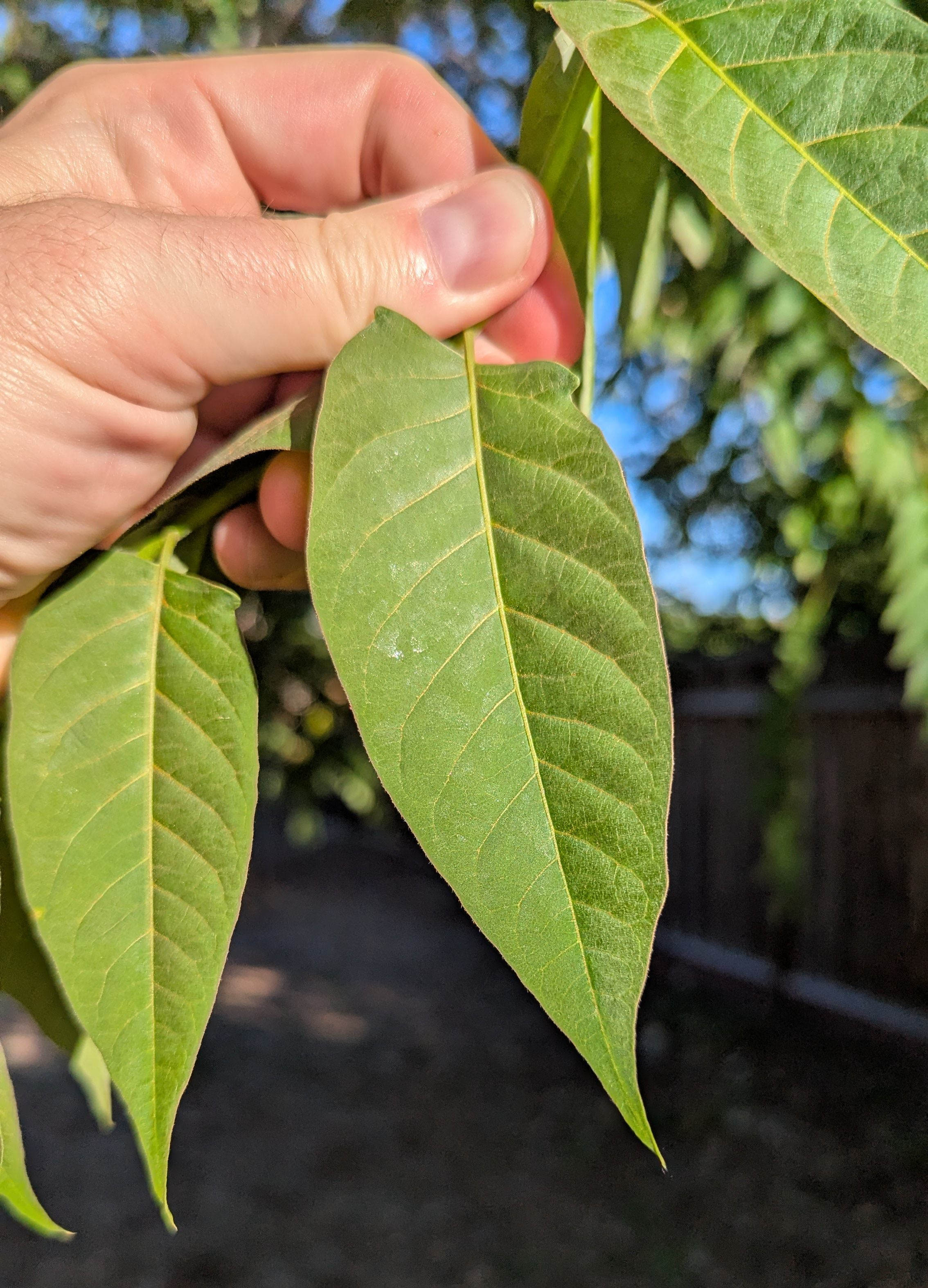 The distinctive notched compound leaves of Tree of Heaven