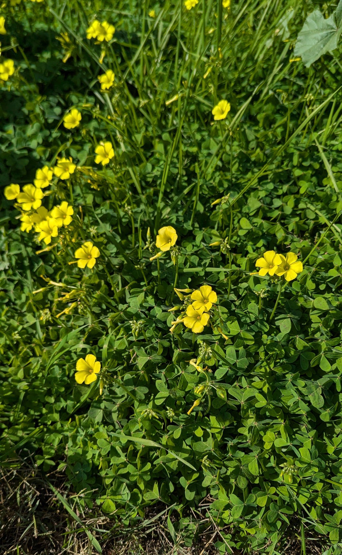 Oxalis pes-caprae is a very common weed in California gardens