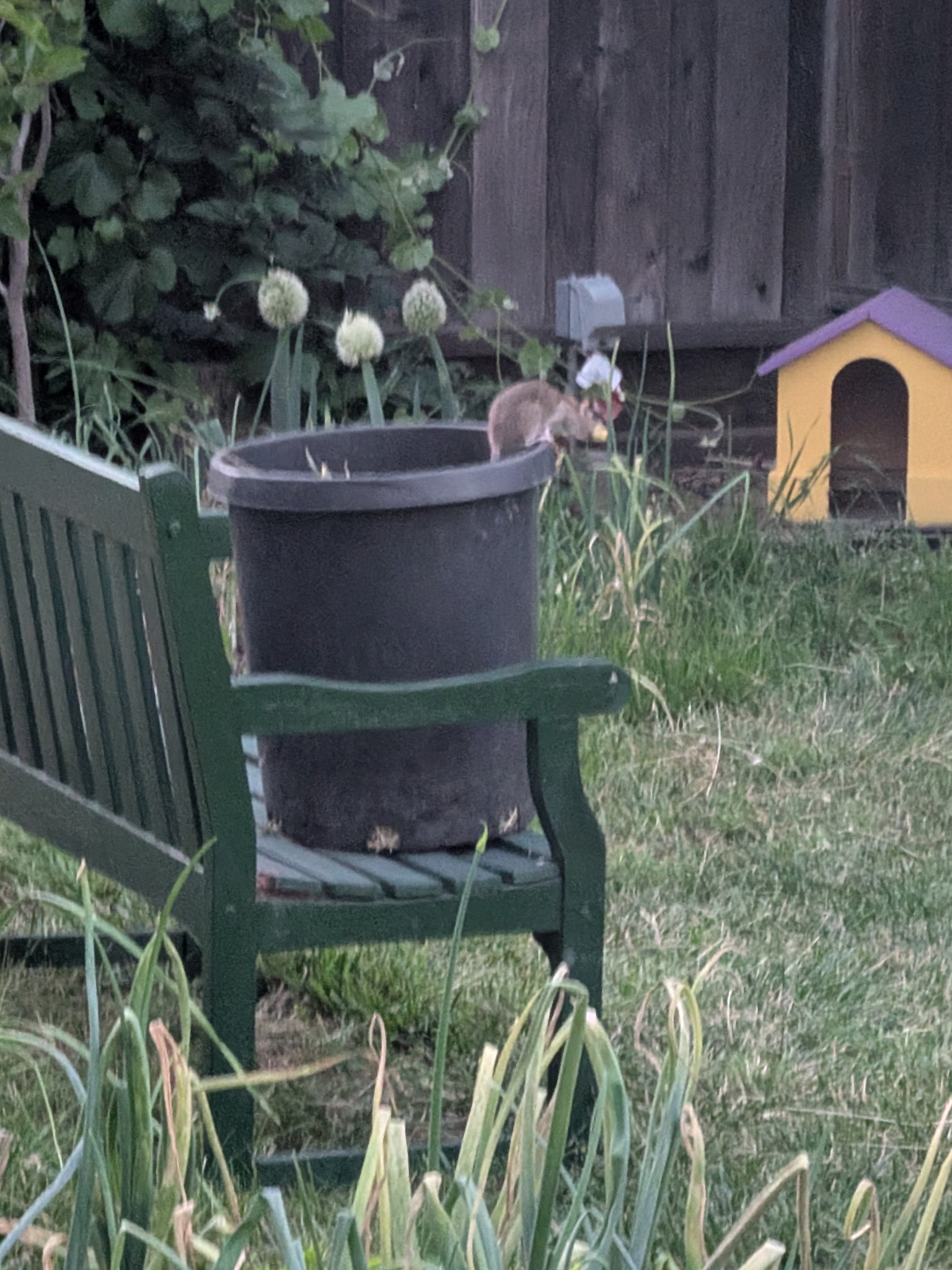A rat standing on top of my bin of yard clippings, holding a piece of food in its mouth.