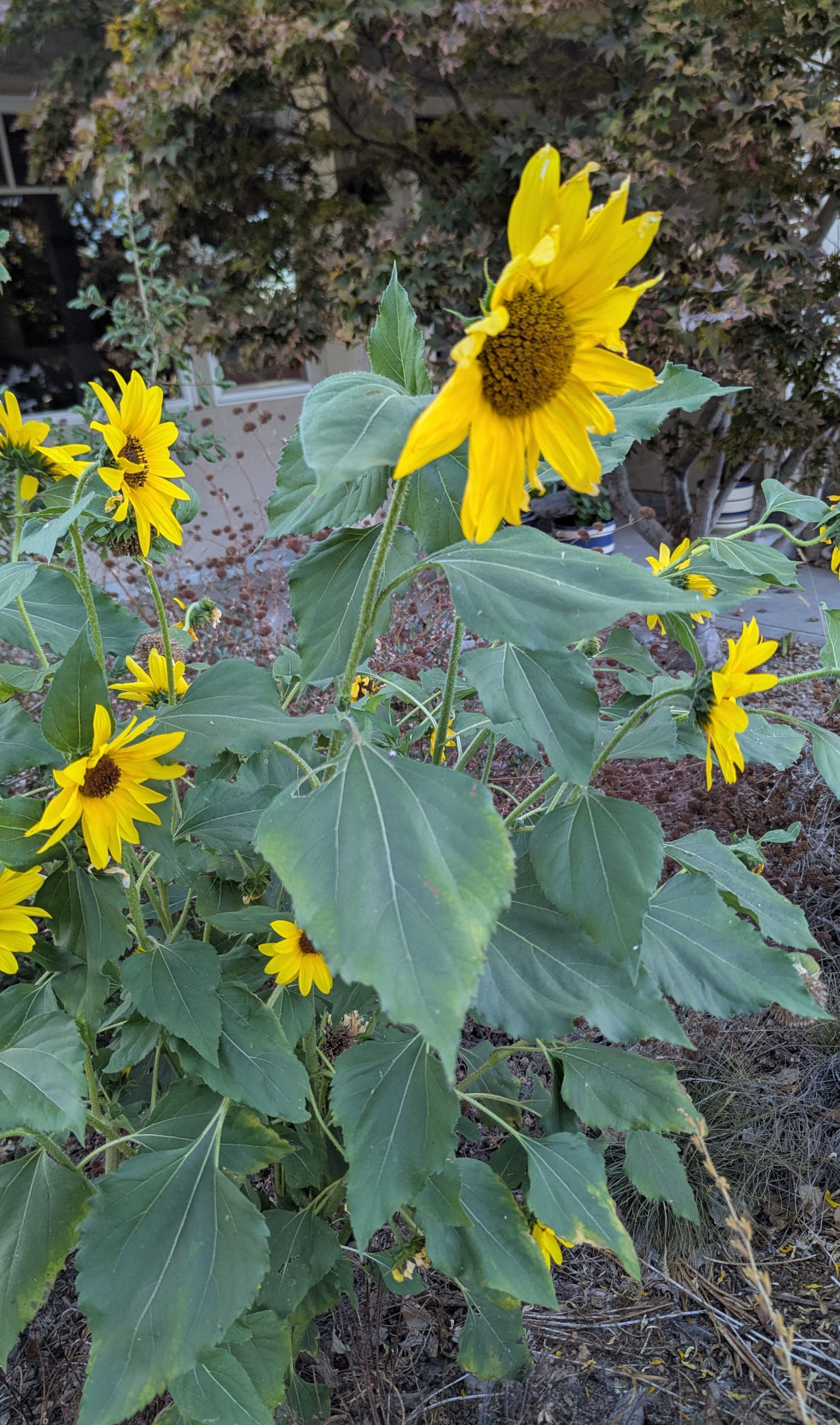 Sunflowers growing in my front yard.