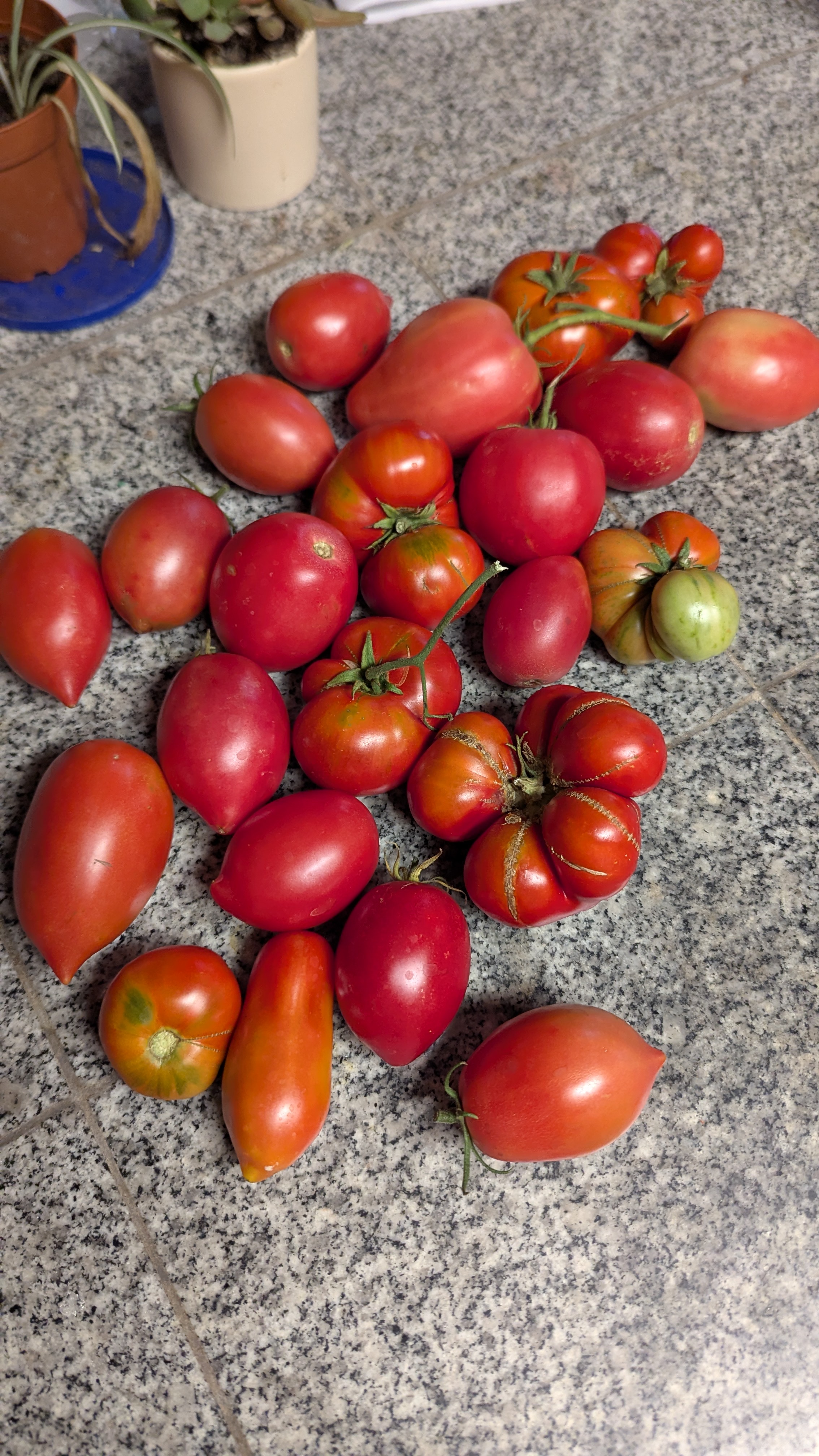 The varieties of tomatoes I grew in 2025 included Rugby, San Marzano, Chef's Choice, and Bush Early Girl.